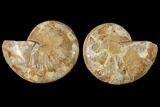 5.2" Cut & Polished Agatized Ammonite Fossil (Pair)- Jurassic - #131733-1